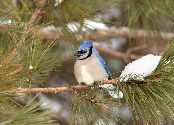 Blue Jay Cyanocitta Cristata Ült Egy Hófödte Algonquin Park Kanada — Stock Fotó