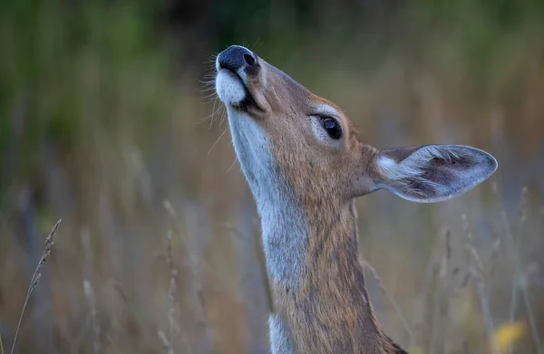 White Tailed Deer Sniffing Air Meadow Autumn Rut Canada — Stock Photo, Image
