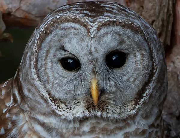 Barred Bufniță Closeup Strix Varia Cocoțat Ramură Timpul Iernii Canada — Fotografie, imagine de stoc