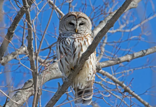 Barbagianni Strix Varia Appollaiato Ramo Inverno Canada — Foto Stock