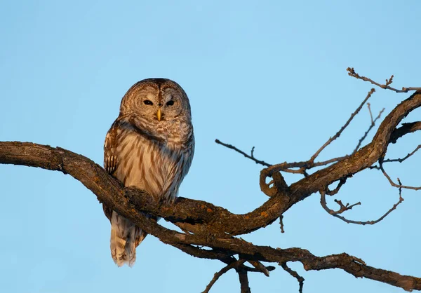 Barred Owl Strix Varia Perched Branch Winter Canada — Stock Photo, Image