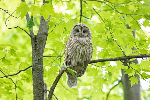 Gufo Reale Strix Varia Appollaiato Ramo Nella Foresta Primaverile Caccia — Foto Stock