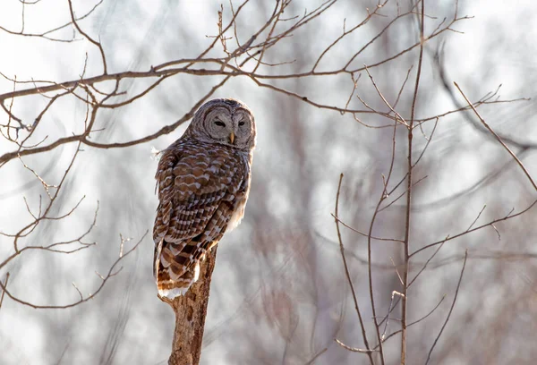 Barred Owl Strix Varia Perched Branch Winter Canada — Stock Photo, Image