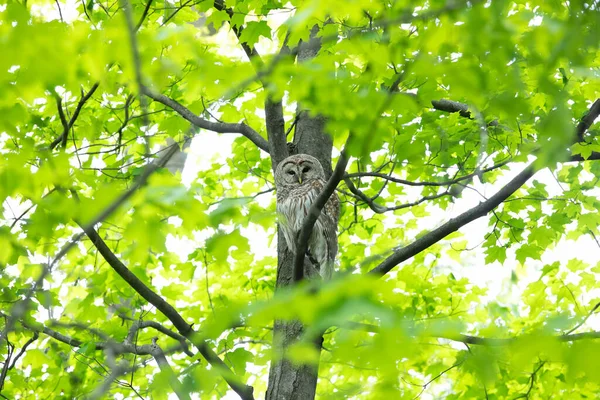 Coruja Barrada Strix Varia Empoleirada Ramo Floresta Primavera Caça Para — Fotografia de Stock