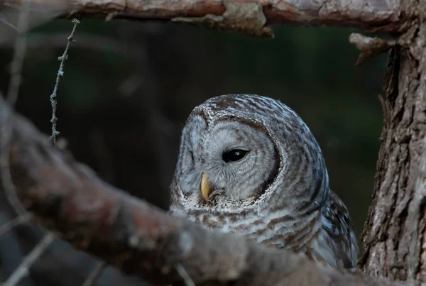 Barred Owl Closeup Strix Varia Perched Branch Winter Canada — Stock Photo, Image