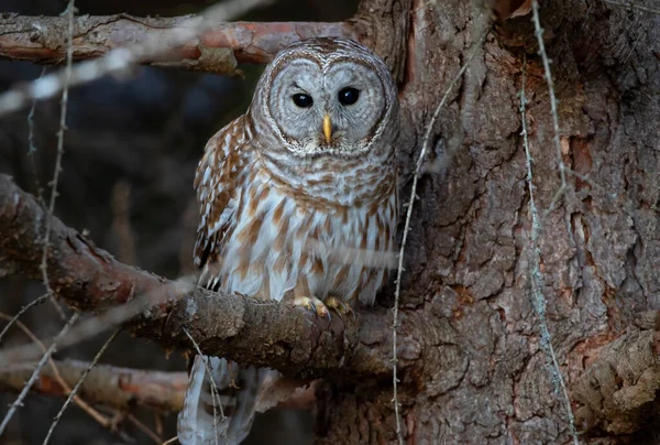 Barred Owl Closeup Strix Varia Empoleirado Ramo Inverno Canadá — Fotografia de Stock