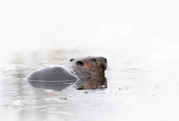 North American Beaver Castor Canadensis Swimming Out Icy Hole Find — Stock Photo, Image