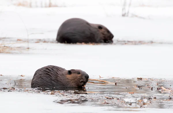 Castor Canadensis Castor Canadensis Sentado Estanque Helado Comiendo Madera Principios —  Fotos de Stock