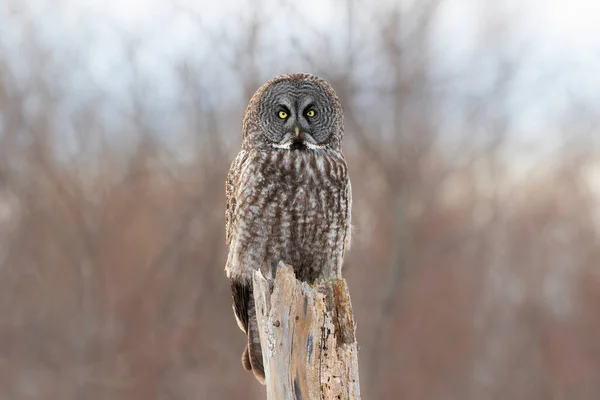 Portrait Great Grey Owl Strix Nebulosa Perched Old Fence Post — Stock Photo, Image