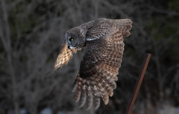 Great Grey Owl Strix Nebulosa Wings Spread Out Flies Sunset — Stock Photo, Image