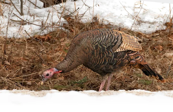 Eastern Wild Turkey Meleagris Gallopavo Closeup Eating Country Road Snow — Stock Photo, Image