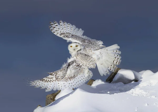 Schneeeule Mit Ausgebreiteten Flügeln Fliegt Vor Tiefblauem Winterhimmel Auf Jagd — Stockfoto