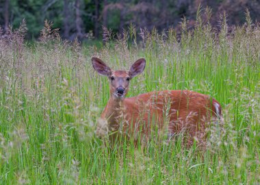 Kanada 'da ilkbaharda yeşil çimlerin üzerinde duran beyaz kuyruklu geyik.