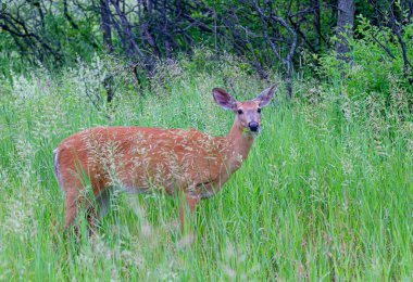 Kanada 'da ilkbaharda yeşil çimlerin üzerinde duran beyaz kuyruklu geyik.