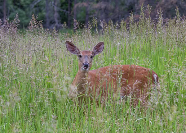 Kanada 'da ilkbaharda yeşil çimlerin üzerinde duran beyaz kuyruklu geyik.