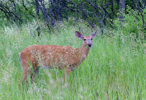 Kanada 'da ilkbaharda yeşil çimlerin üzerinde duran beyaz kuyruklu geyik.