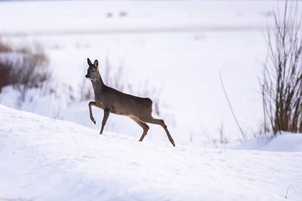 Roe Deer Crossing Icy Slippery Countryside Road Snow Covered Field — Stock Photo, Image