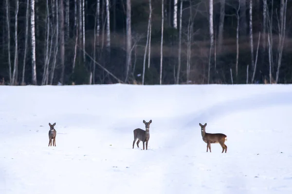 Selective Focus Photo Three Roe Deer Animals Snow Covered Field — Φωτογραφία Αρχείου