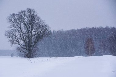 Kırsal kesimde yoğun kar yağışı sırasında alan, büyük yaşlı ağaç üstünde kar kaplı.