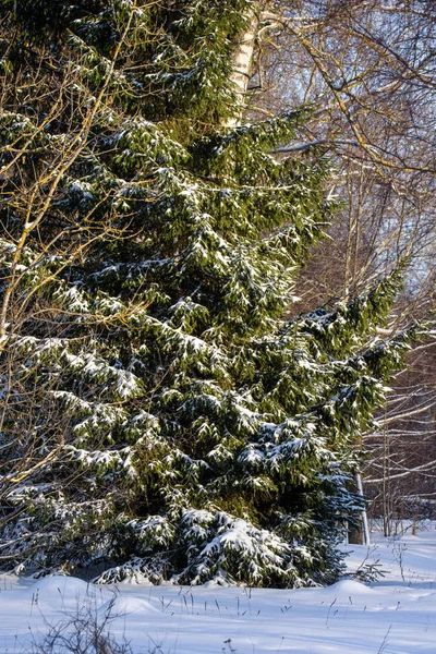 Snowdrifts Lesie Śniegu Pokryte Świerk Obrazy Stockowe bez tantiem