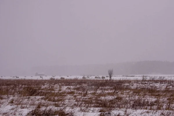 Hay Rohlíky Sněhem Pokryté Hřišti Venkově — Stock fotografie