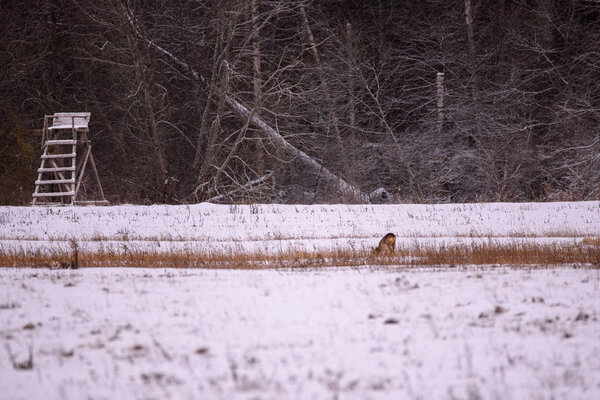 Roe deer trying to find some feed on snow covered field at countryside.