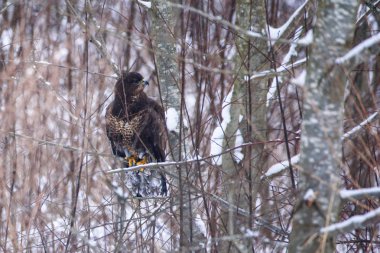 Seçici odak fotoğraf. Bush ormandaki oturan ortak şahin kuşu (Buteo buteo). Karlı kış günü.