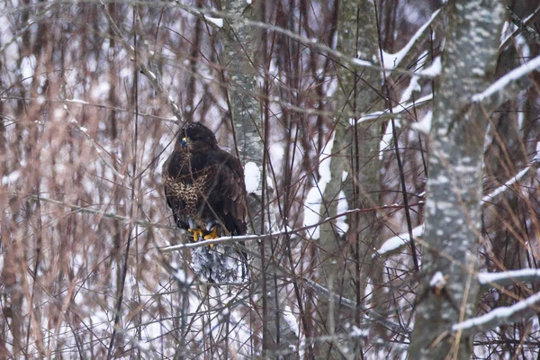 선택적 사진입니다 일반적인 독수리 Buteo Buteo 숲에서 대통령에 — 스톡 사진