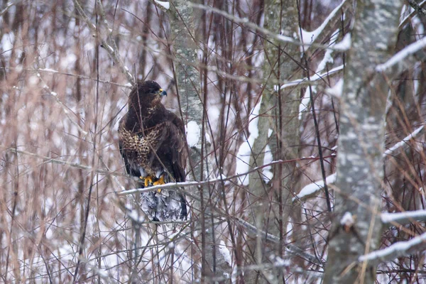 선택적 사진입니다 일반적인 독수리 Buteo Buteo 숲에서 대통령에 — 스톡 사진