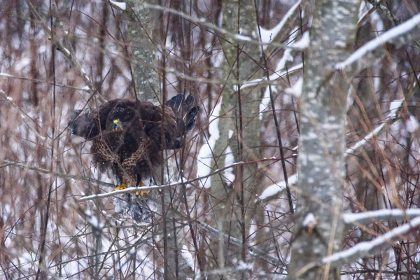 선택적 사진입니다 일반적인 독수리 Buteo Buteo 숲에서 대통령에 — 스톡 사진