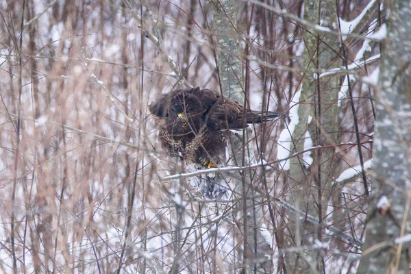 Wyostrzanie Zdjęć Wspólne Myszołów Buteo Buteo Siadaniem Ptaków Bush Lesie — Zdjęcie stockowe