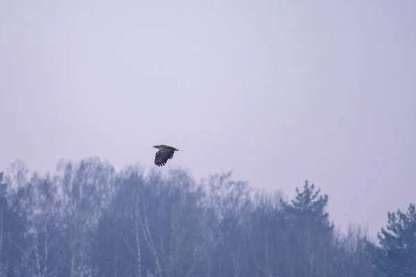 Aquila Dalla Coda Bianca Haliaeetus Albicilla Che Vola Aria Giorno — Foto Stock