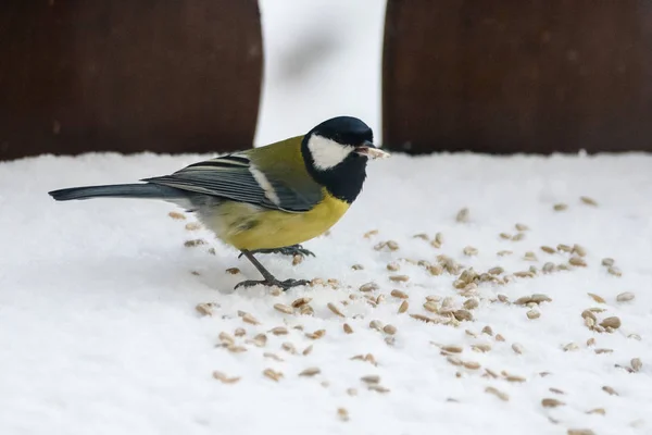 Büyük Baştankara Kuşa Kuş Besleme Yuvasına Bahçe Kış Zamanı Sırasında — Stok fotoğraf