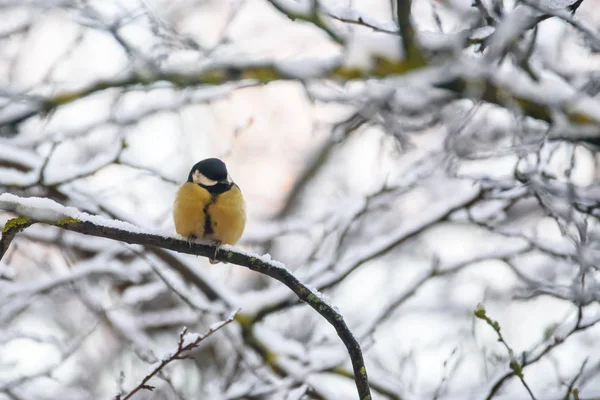 Pták Sýkora Koňadra Parus Major Krmítko Zahradě Zimním Období — Stock fotografie