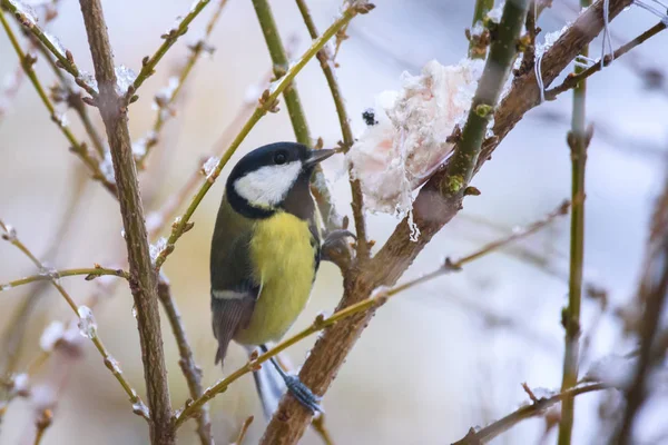 Kohlmeise Parus Major Vogelfutterhäuschen Garten Winter — Stockfoto