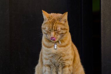 Sevimli zencefil kedi Closeup çekim
