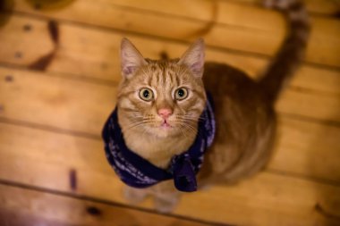 Sevimli zencefil kedi Closeup çekim