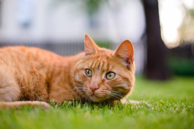 Bahçede çimlerin üzerine uzanarak şirin zencefil kedi.