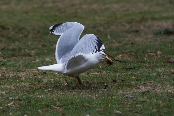 Zbliżenie Seagull Zielonej Trawie — Zdjęcie stockowe