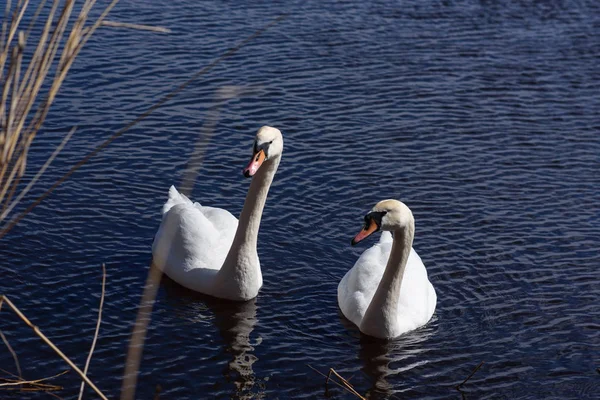 Selektives Fokusfoto Höckerschwäne Cygnus Olor — Stockfoto