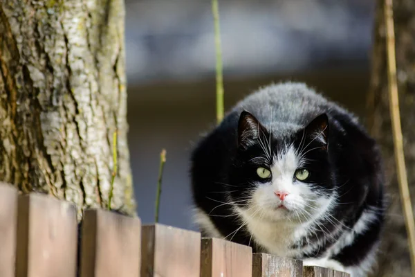 Gato Negro Sentado Valla Madera — Foto de Stock