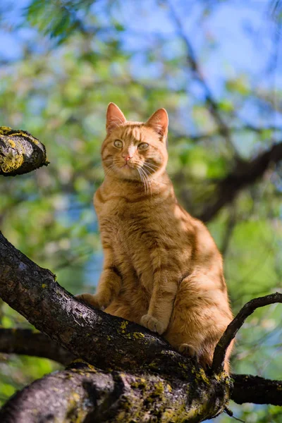 Närbild Skott Söt Ingefära Katt — Stockfoto