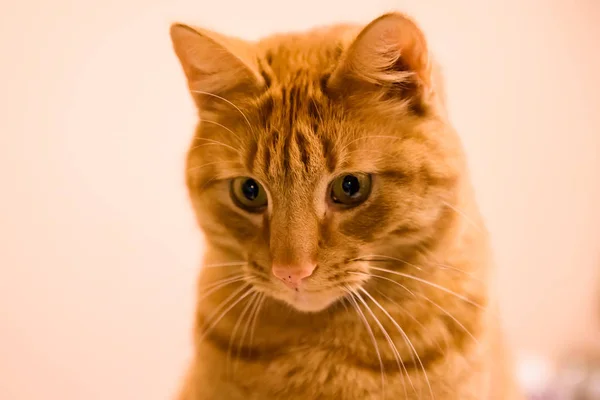 Portret Ładny Kot Imbir — Zdjęcie stockowe