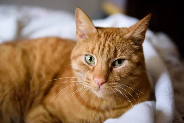 Retrato Gato Gengibre Bonito — Fotografia de Stock