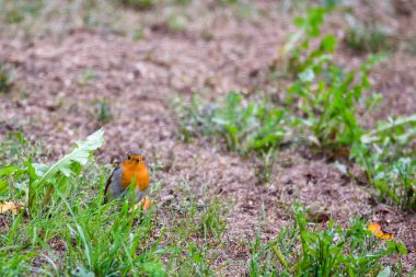 Avrupa robin (Erithacus rubecula) kuş bahçede yeşil çimenlerin üzerinde.