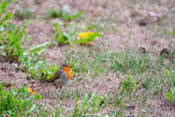 Vörösbegy Erithacus Rubecula Madár Kertben Zöld — Stock Fotó