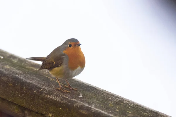 First Migratory European Robin Erithacus Rubecula Bird Riga Latvia February — Stock Photo, Image