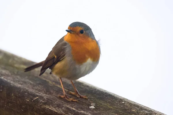 First Migratory European Robin Erithacus Rubecula Bird Riga Latvia February — Stock Photo, Image