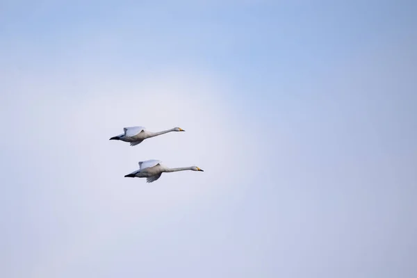 Αγριόκυκνοι Κύκνοι Cygnus Cygnus Πετώντας Στον Ουρανό Πάνω Από Χωράφι — Φωτογραφία Αρχείου