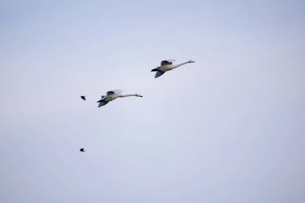 オオハクチョウ Cygnus Cygnus 田舎でフィールド上を空に飛んで — ストック写真